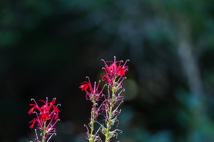 wildflower, nature, red, flower, plant, close-up