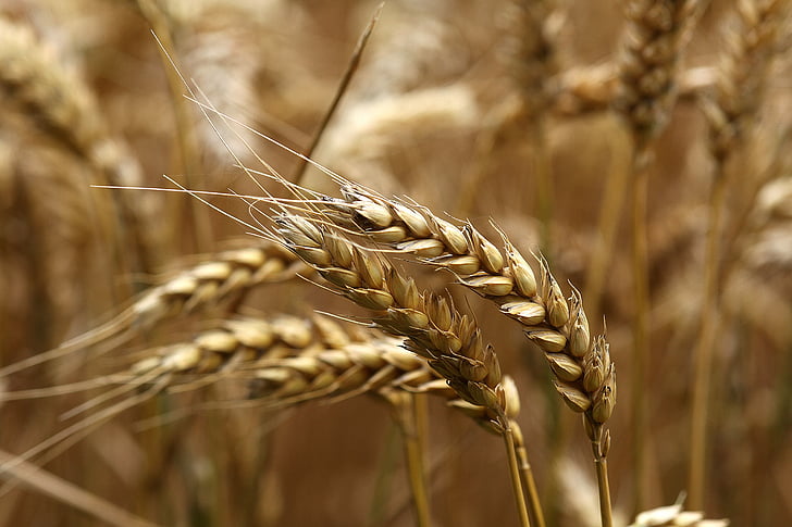 wheat, ear, ripe, field, harvest, summer, sunny