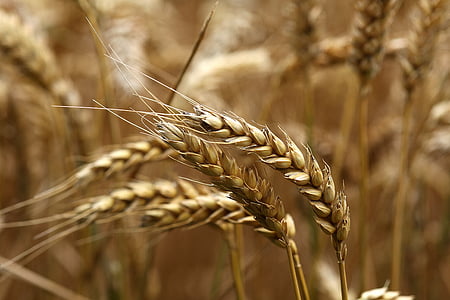 trigo, oído, madura, campo, cosecha, verano, soleado