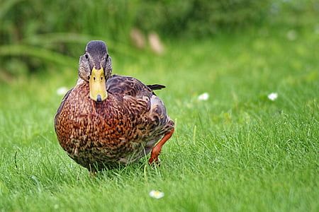 duck, mallard, meadow, water bird, animals, nature, grass