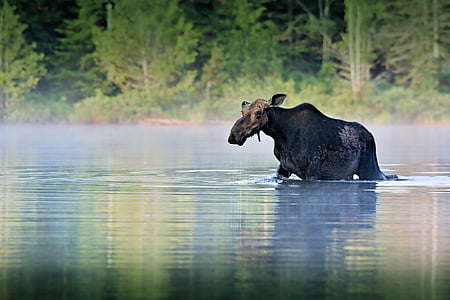 moose, water, forest, wet, nature, wild, wildlife