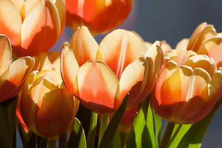 tulipano, fiore di primavera, fiore, Blossom, Bloom, giallo, rosso