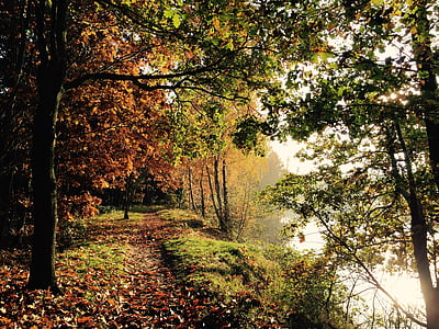 természet, őszi hangulat, ősz elején, erdő, tó, táj, levelek