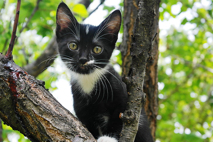 gatito negro, lindo, Retrato, animal, naturaleza, gato doméstico, animales de compañía