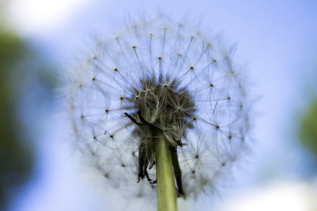 close up, dandelion, flower, lint, fluff, fluffy, stem