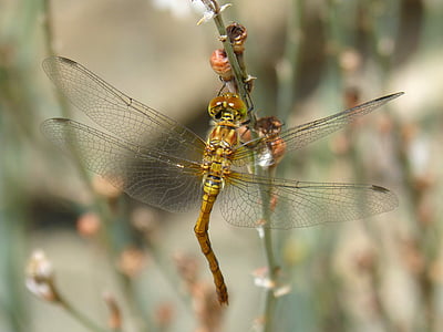 yellow dragonfly, sympetrum striolatum, stem, flying insect