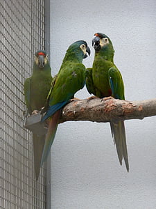 papagaio, Zoológico de Ara, pássaro, linda, Bill, muito, grande