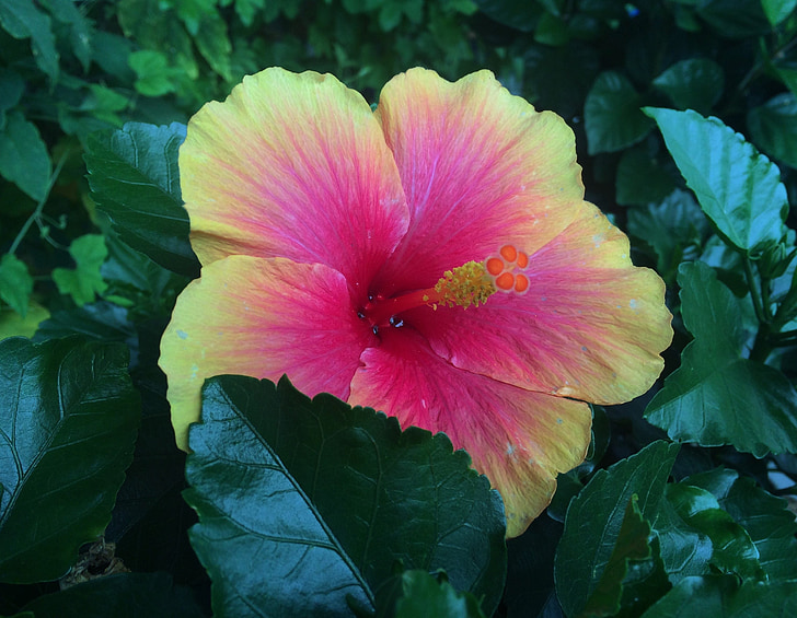 flowers, hibiscus, southern countries, huang, red, pink, leaf