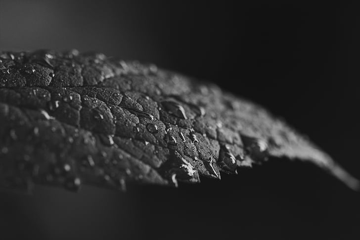 black-and-white, close-up, dew, leaf, macro, wet
