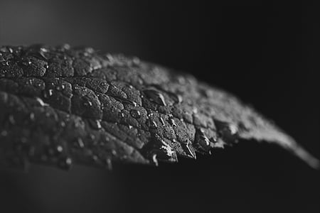 hitam-putih, Close-up, embun, daun, makro, basah