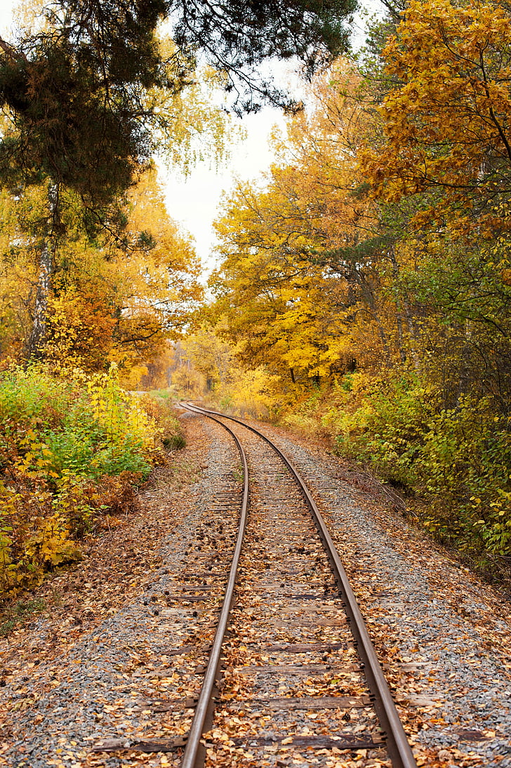 ติดตาม, ราง, รถไฟ, ต้นไม้, ฤดูใบไม้ร่วง, รางรถไฟ, การรถไฟ