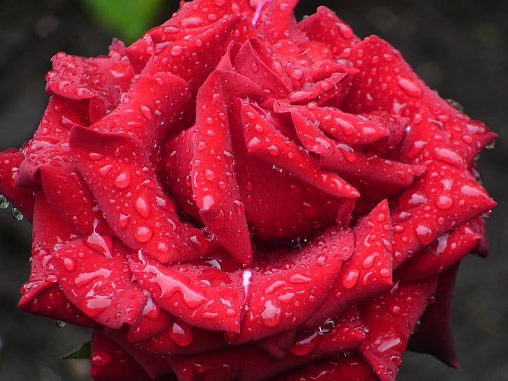 natura, flors, rosa vermella, vermell, Rosa - flor, pètal, close-up