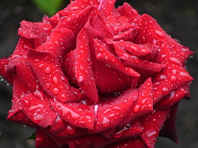 Príroda, kvety, červená ruža, červená, ruža - kvet, Petal, detail