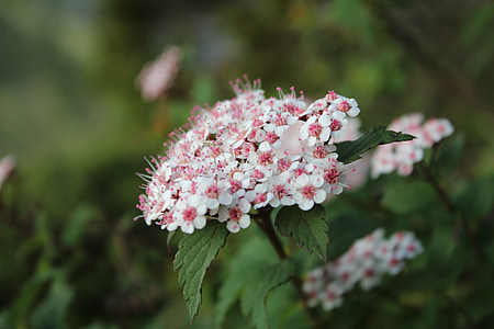 alpint, Taiwan, blomst