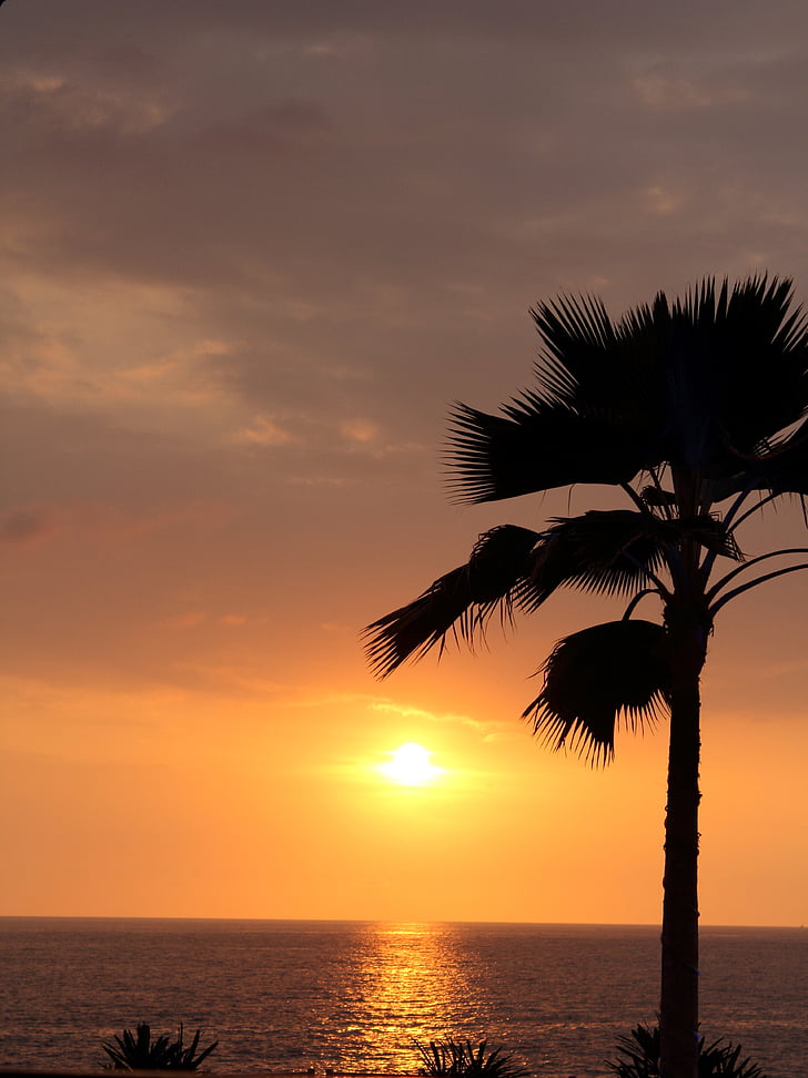 Palm, západ slnka, Romance, slnko, Príroda, more, Beach