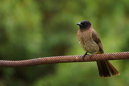 Sparrow, fuglen, natur, dyr