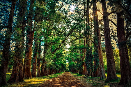 forest, path, trees, landscape, trail, tree, woodland