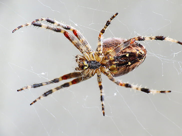 Spider, Ämblikulaadsed, Sulgege, Makro, võrgu, spider web, loodus