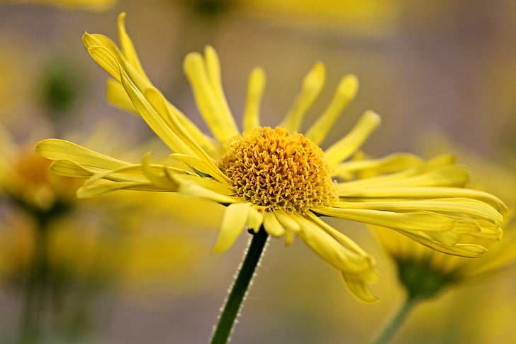 marguerite, spring flower, yellow, blossom, bloom, spring, nature