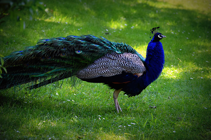 vogel, Peacock, Kleur