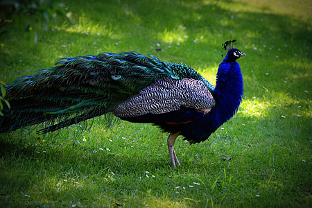bird, peacock, color