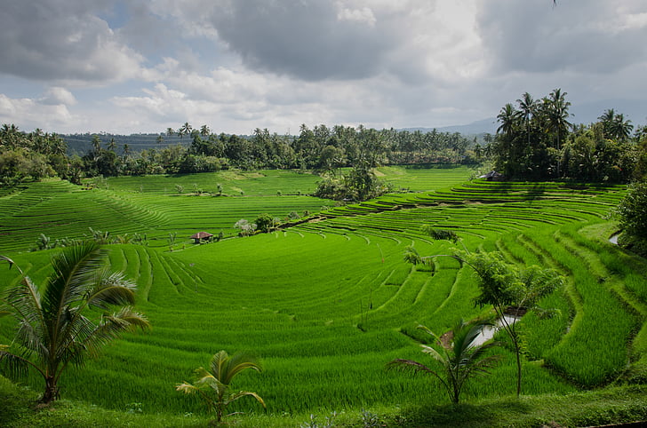 poľnohospodárstvo, Ázia, Bali, oblaky, zamračené, farma, Zelená