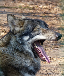 Wolf, metsloom, Predator, kiskjaliste, loomade maailm, eluslooduse fotograafia, eriti ohustatud