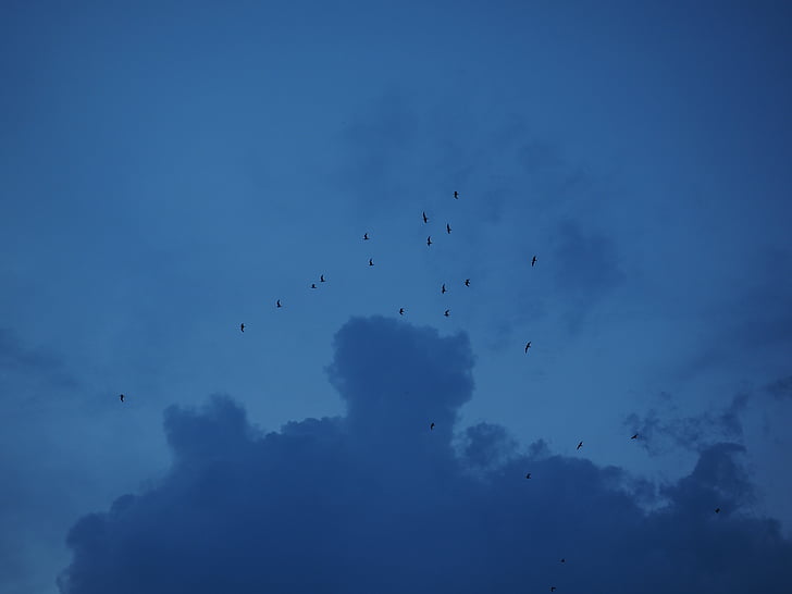 svärm, flock fåglar, flyttfåglar, åskmoln, molnet, åskväder, mörka moln
