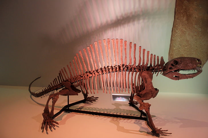 dinosaurus, kerangka, tulang, fosil, prasejarah, Jurassic, Museum