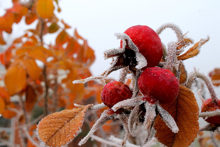 Τριαντάφυλλο ισχίου, κατεψυγμένα, παγετός, Ze, Δεκέμβριος, σεζόν, κόκκινο