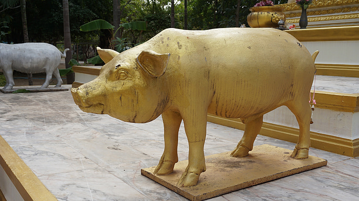 porco, estátua, ouro, medida, Templo da Tailândia