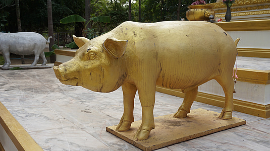 porc, estàtua, or, mesura, temple de Tailàndia