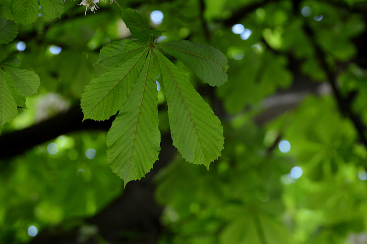 фоновое изображение, Каштан, листья, дерево, Природа, лист, Грин