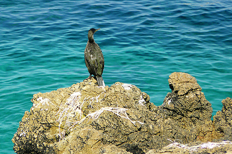 cormorant, animal, animals, nature, bird, birds, sea