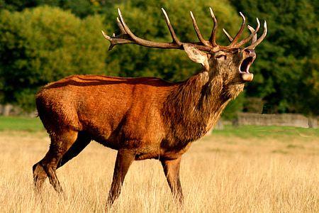 reindeer, deer, brown, animal, antlers, buck, deer hunting