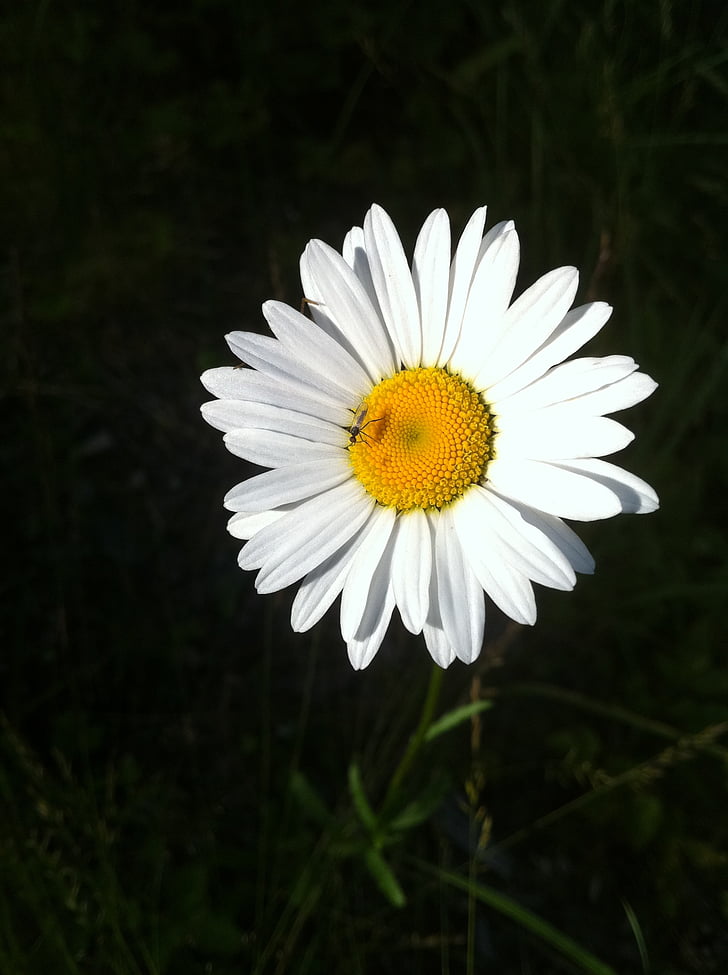 blomma, sommar, Daisy, gul, vit, blommor, blommande