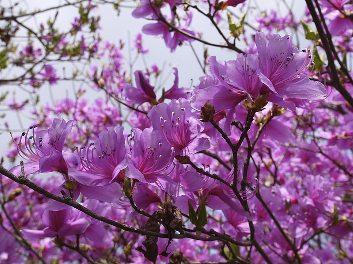Mount azalea, bloemen, paars