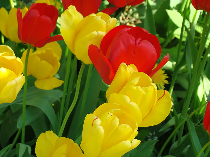 tulips, close, early bloomer