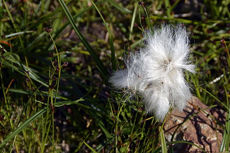 cottongrass, 공장, 하얀, 사초과, 또, 잔디, 솜 털