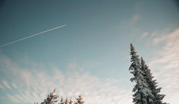 snö, omfattas, Pine, träd, blå, Molnigt, Sky