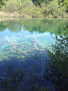 Narodni park Plitviška jezera, Hrvaška, jezero, drevo, potopljeno drevo, kristalno čisto vodo