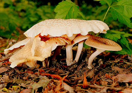 mushrooms, mushroom picking, forest mushroom, close, mushroom, brown, vegetable