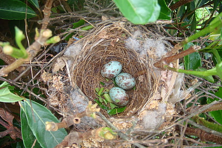 birds nest, close up, color, nature, nest, bird, animal