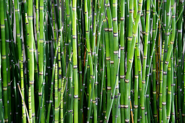 bambus, rastlín, Reed, Zelená, Príroda, pozadia, Bambus - rastlina