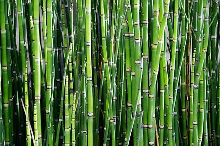 bambou, plante, roseau, vert, nature, arrière-plans, bambou - plante