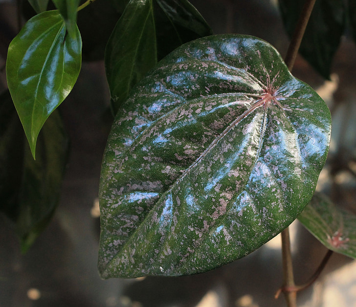 red betel leaf, plant, medicine, nature, leaf, freshness