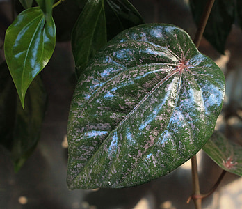folha de betel vermelho, planta, medicina, natureza, folha, frescura