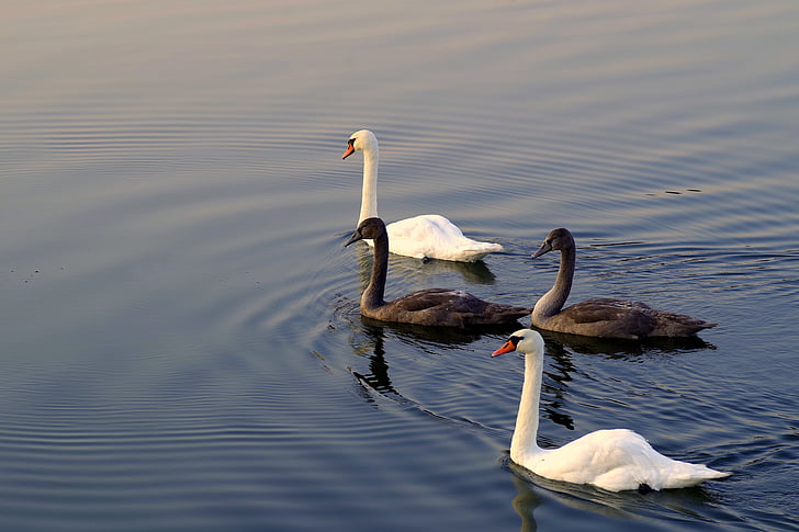 swans, mature, young, gray, white, four, family