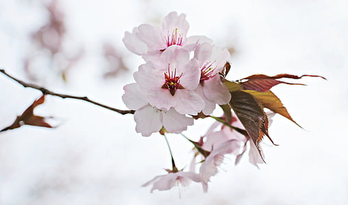 japanilaisten kirsikkapuiden, Japanin kukinnan kirsikkapuu, Kevät kukka, koriste kirsikka, puu, kevään, japanilainen kirsikka