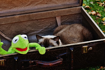 Kermit, katė, Britų trumpaplaukė, Atsisveikinimas, mielas, vaikai, juokingas